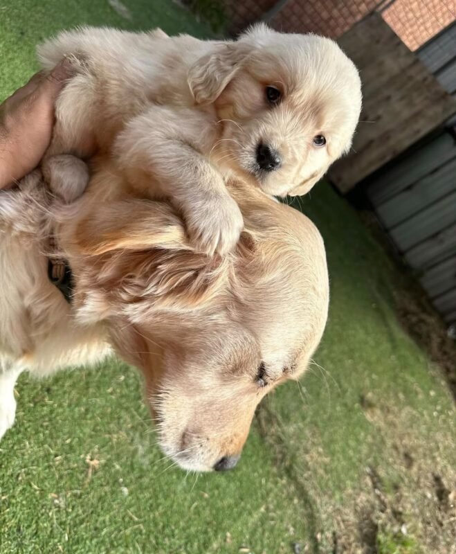 Female Golden Retriever puppy Sunny ready for her forever home