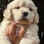 Looking for Golden Retriever puppies near me? Meet Sunny, a friendly AKC registered female with vaccinations and a health guarantee. Shop Amazing Pupps!