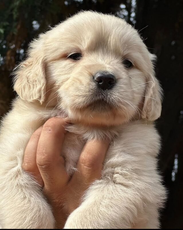 Looking for Golden Retriever puppies near me? Meet Sunny, a friendly AKC registered female with vaccinations and a health guarantee. Shop Amazing Pupps!
