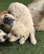 Sunny the female Golden Retriever puppy playing –with-mum- Amazing Pupps
