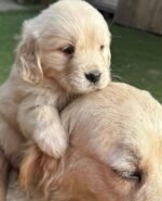 Sunny the female Golden Retriever puppy playing –with-mum- Amazing Pupps
