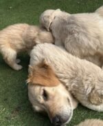 Sunny the female Golden Retriever puppy playing –with-mum- Amazing Pupps